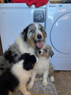 Photo №2 to announcement № 173381 for the sale of non-pedigree dogs - buy in Belgium 