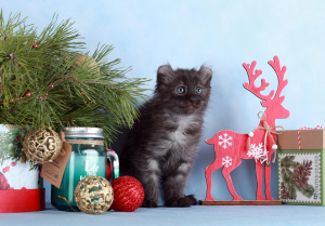 Photo №4. I will sell american curl in the city of Москва. from nursery, breeder - price - 317$