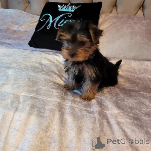 Photo №3. 2 Adorablepuppies in search of a new home text me private for more information. United States