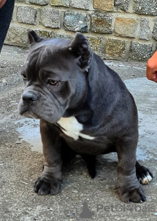 Photo №4. I will sell american bully in the city of Нови Сад.  - price - negotiated