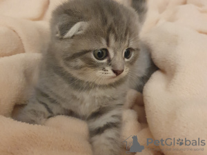 Photo №1. scottish fold - for sale in the city of Москва | 70$ | Announcement № 10796