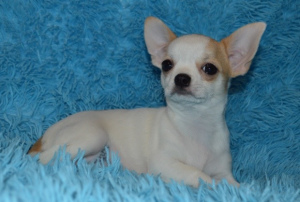 Photo №4. I will sell chihuahua in the city of Златоуст. breeder - price - 646$