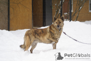 Photo №2 to announcement № 91908 for the sale of non-pedigree dogs - buy in Russian Federation private announcement