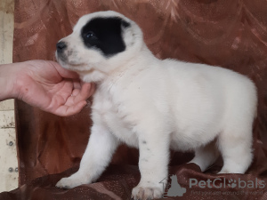 Photo №4. I will sell central asian shepherd dog in the city of Tambov. breeder - price - 207$