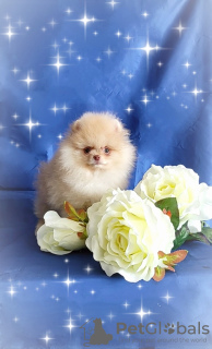 Photo №2 to announcement № 88986 for the sale of pomeranian - buy in Belarus breeder
