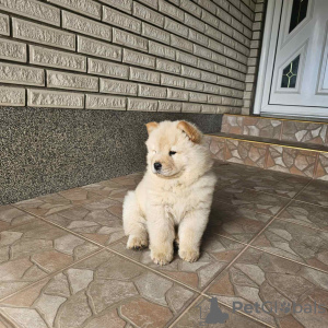 Photo №2 to announcement № 110766 for the sale of chow chow - buy in Serbia private announcement