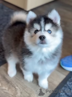 Photo №1. siberian husky - for sale in the city of Munich | negotiated | Announcement № 168963