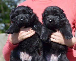 Photo №2 to announcement № 6525 for the sale of  - buy in Ukraine from nursery, breeder