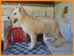 Additional photos: Swiss White Shepherd puppies