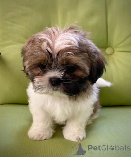 Photo №1. shih tzu - for sale in the city of Brussels | 471$ | Announcement № 137782