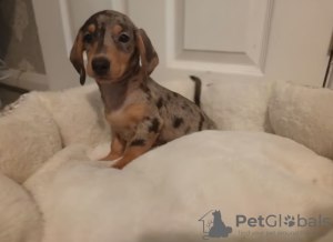 Additional photos: 2 female mini dachshunds