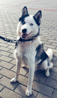 Photo №1. siberian husky - for sale in the city of Sergiev Posad | 195$ | Announcement № 2923