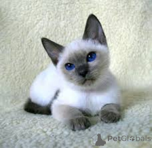 Photo №3. Siamkätzchen zu verkaufen. France