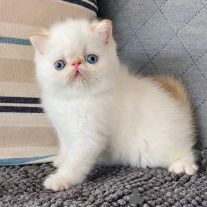 Photo №2 to announcement № 137122 for the sale of exotic shorthair - buy in Germany breeder