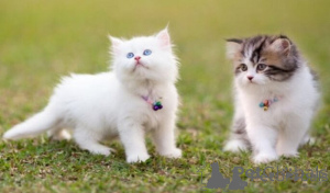 Photo №1. persian cat - for sale in the city of Malaga | negotiated | Announcement № 176419