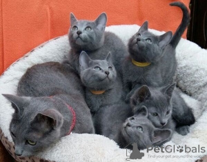 Photo №1. russian blue - for sale in the city of Warsaw | 264$ | Announcement № 117799