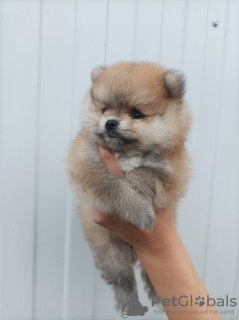 Additional photos: Pomeranian Spitz