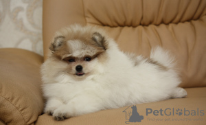 Photo №2 to announcement № 7629 for the sale of pomeranian - buy in Ukraine from nursery