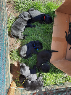 Photo №4. I will sell giant schnauzer in the city of Tallinn. breeder - price - Is free