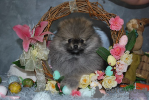 Photo №2 to announcement № 104017 for the sale of pomeranian - buy in Serbia breeder