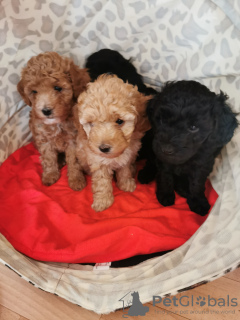 Additional photos: miniature poodle cute puppies