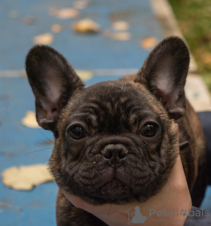 Additional photos: French Bulldog (RKF / FCI) - reverse brindle for show