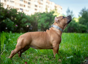 Photo №4. I will sell american bully in the city of St. Petersburg. from nursery, breeder - price - 1289$