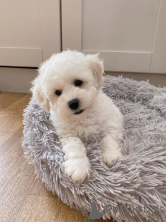 Photo №1. bichon frise - for sale in the city of Oslo | 317$ | Announcement № 76498