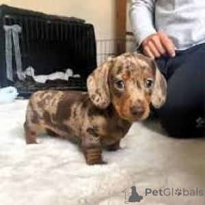 Photo №1. dachshund - for sale in the city of Milan | 723$ | Announcement № 165796