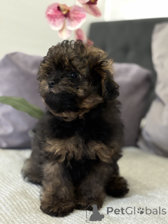 Photo №3. Designer breed Lamapu! Pomapoo. Germany