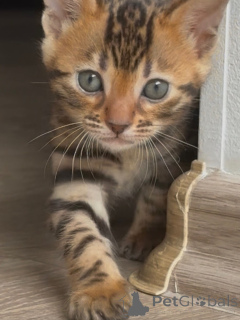 Photo №4. I will sell bengal cat in the city of Norrköping. breeder - price - negotiated