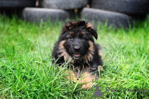 Photo №3. German Shepherd puppies for sale. Russian Federation