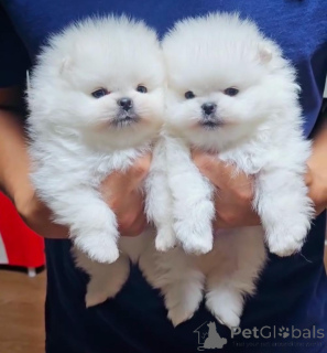 Photo №1. pomeranian - for sale in the city of Hamburg | negotiated | Announcement № 163532