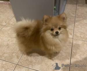 Photo №3. Pomeranian boy, 6 months old. Germany