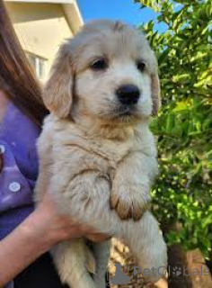 Photo №1. golden retriever - for sale in the city of BELFAST | 1032$ | Announcement № 166106