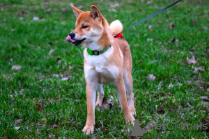 Photo №4. I will sell shiba inu in the city of Москва. from nursery, breeder - price - 616$
