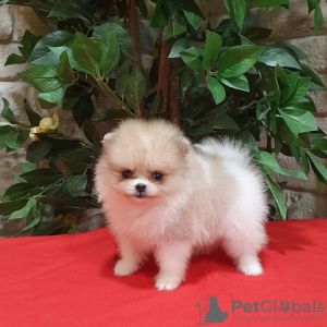 Photo №1. pomeranian - for sale in the city of Munich | negotiated | Announcement № 19640