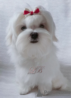 Photo №2 to announcement № 18116 for the sale of maltese dog - buy in Ukraine from nursery