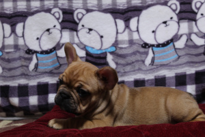 Photo №2 to announcement № 5989 for the sale of french bulldog - buy in Russian Federation private announcement