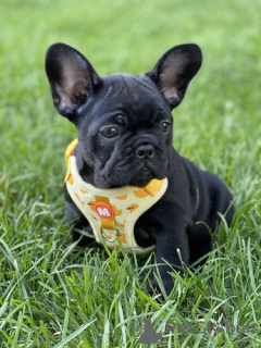 Photo №3. Adorable French bulldog puppies. Germany