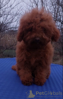 Photo №2 to announcement № 126675 for the sale of poodle (toy) - buy in Ukraine private announcement, from nursery, breeder