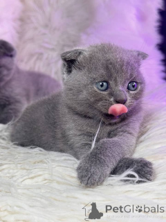 Photo №1. scottish fold - for sale in the city of Aalen | negotiated | Announcement № 158804