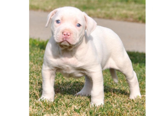 Photo №4. I will sell american pit bull terrier in the city of Warsaw. private announcement - price - Is free