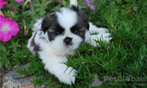 Photo №2 to announcement № 11347 for the sale of shih tzu - buy in Sweden private announcement