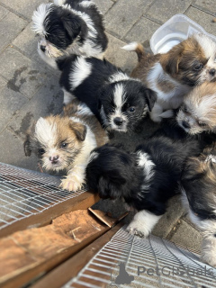 Photo №3. Shih Tzu puppys. Austria