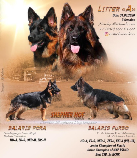 Photo №1. german shepherd - for sale in the city of Yeisk | 481$ | Announcement № 6433