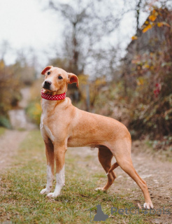 Photo №3. Charming small teenage dog Willie is looking for a family . Russian Federation