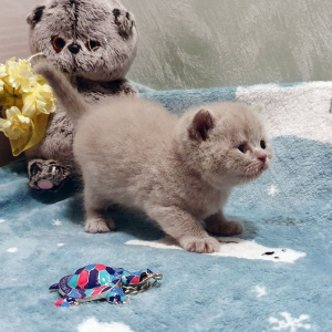 Photo №1. british shorthair - for sale in the city of St. Petersburg | 238$ | Announcement № 5017