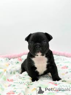 Photo №3. Franse Bulldog-puppy's te koop. Belgium