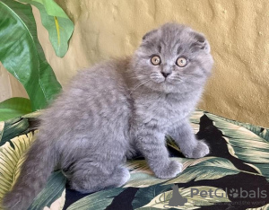 Photo №1. scottish fold - for sale in the city of Bielsko-Biała | 2$ | Announcement № 122570